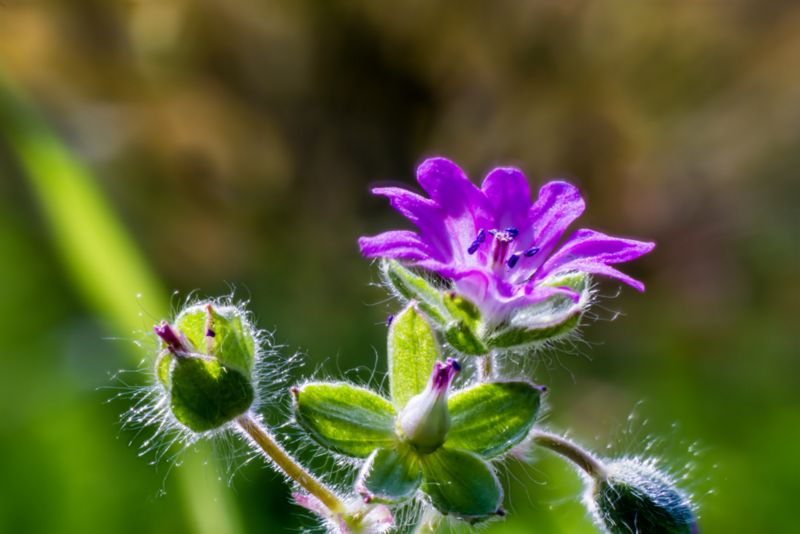 Geranium molle / Geranio volgare